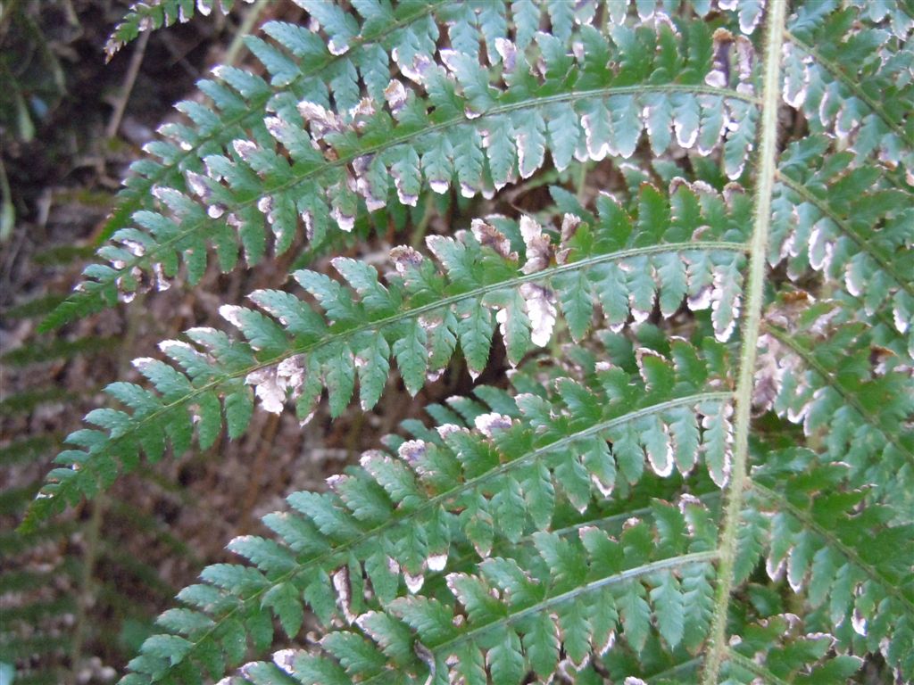 Polystichum setiferum